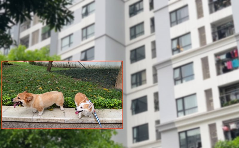 "Top những sai lầm phổ biến khi nuôi chó trong căn hộ chung cư" class=