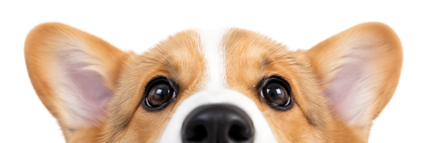 Chó corgi ngó đầu